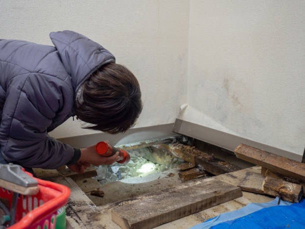 Best Mold Removal for HVAC Installations  in Preston, TX